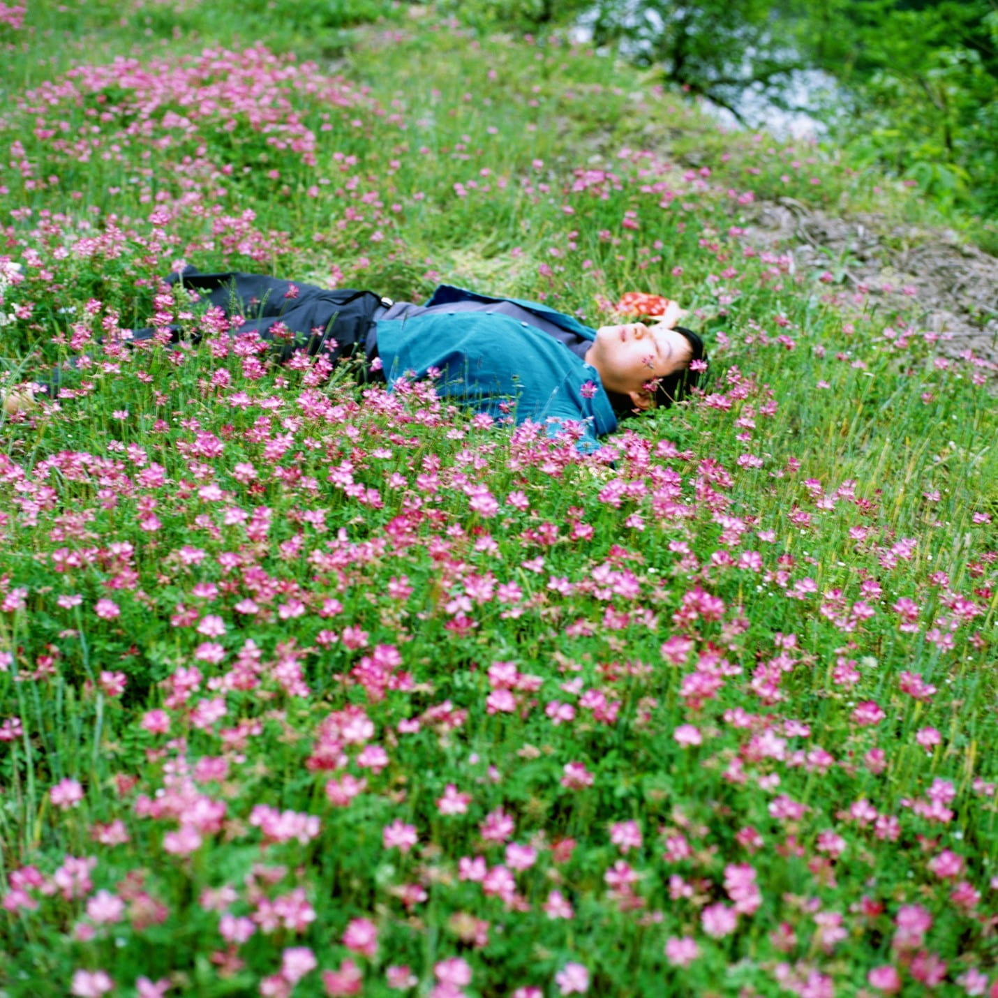 person laying in a field of small pink flowers